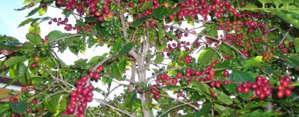 Coffee growing in Kalungu District Coffee growing in Kalungu District